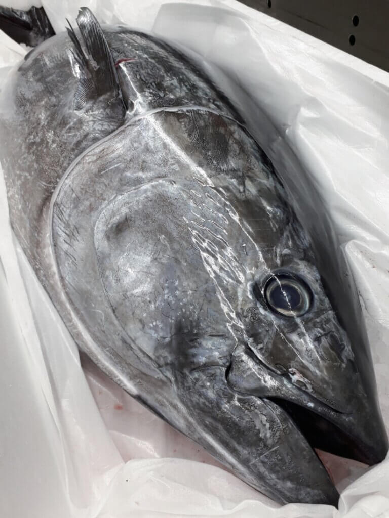 生マグロ解体販売会