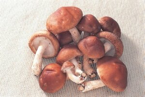 岩手県産他 菌床生椎茸